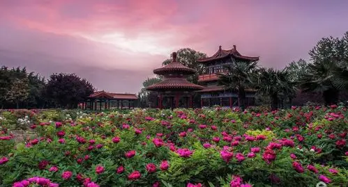 牡丹花开洛阳城