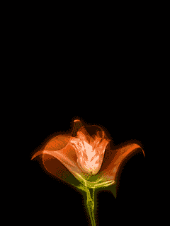 240_320竖版 竖屏gif 动态图 动图