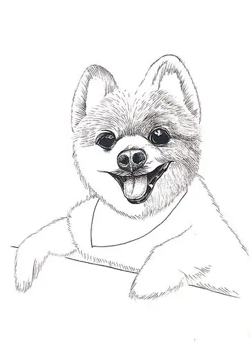 黑白动物绘小狗