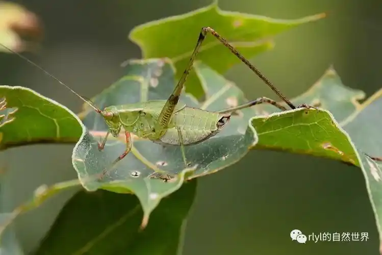 会数数的螽斯你见过没