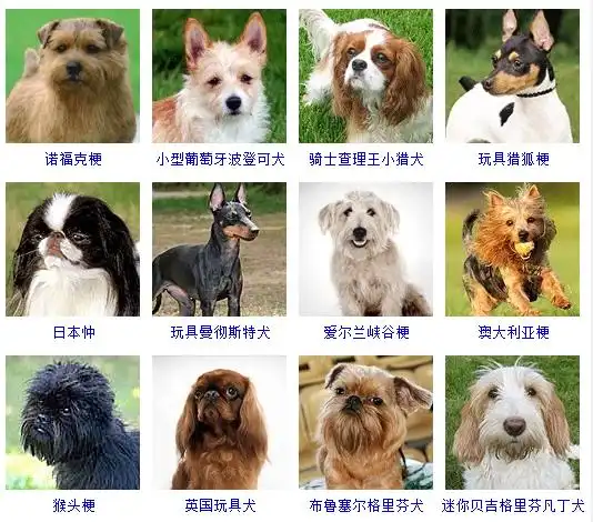 小型犬的品种及图片