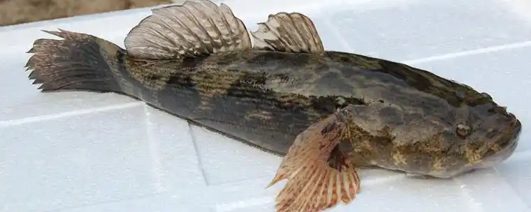 养笋壳鱼水的温度是多少笋壳鱼养殖方法