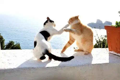 收集 8 分享:  cat fight | flickr – compartilhamento