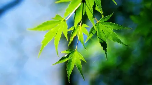 绿色树叶清新护眼唯美高清壁纸