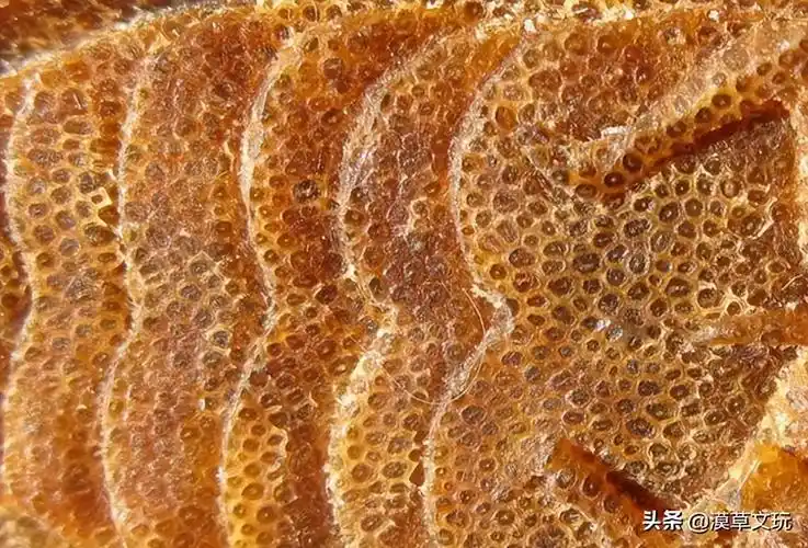 罕见真假犀角放大100倍对比图