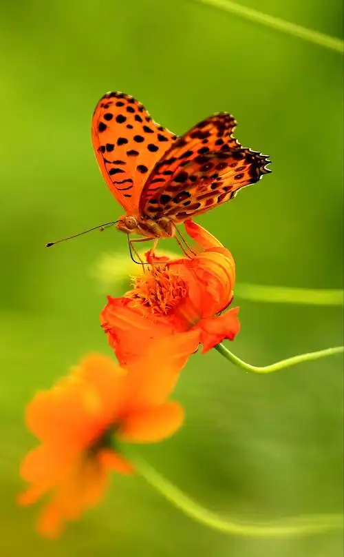 秋天蝴蝶满天飞