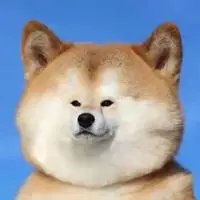 柴犬脸红头像 憨憨脸红可爱的柴犬头像_微信头像图片大全