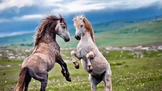 纯正的 b>公马 /b>给当地的 b>母马配种 /b>,结果母马是这样的反应!