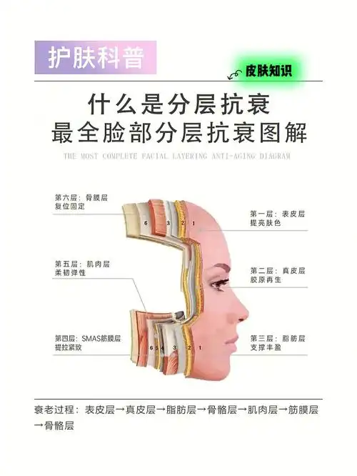 我们面部结构总体是分为