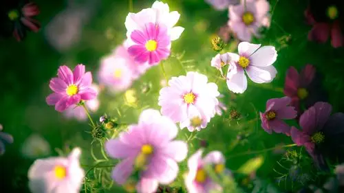 壁纸 粉红色的花朵,花瓣,模糊 3840x2160 uhd 4k 高清壁纸, 图片