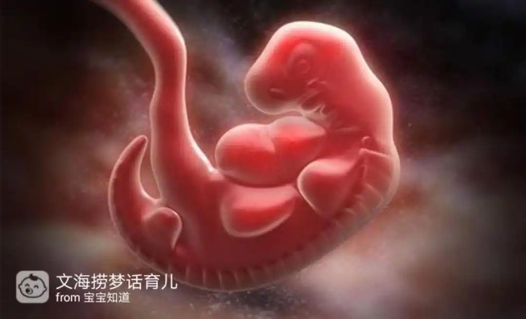 胚芽是什么时候变成胎儿的?