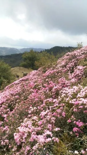 大美马鹿——雨滴