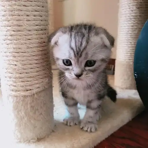 自家生美短虎斑折耳一只萌死啦低价出售哦