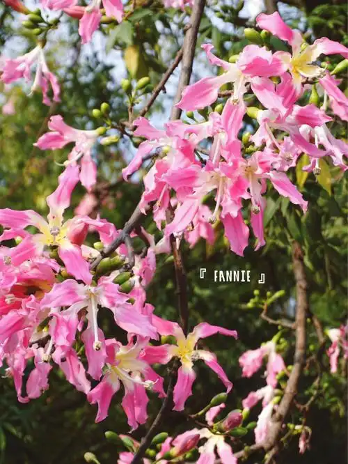 95#中山拍照  #异木棉  #中山  #每日生活感