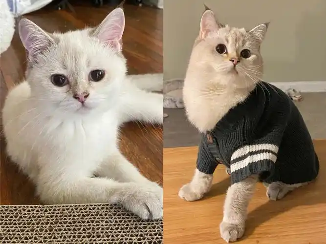 英短金点#英短发腮#猫咪成长记录