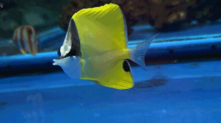 动态美鱼图,太漂亮了,还可以做手机壁纸!