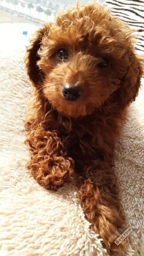 家养泰迪dd 求配种 杏仁眼哒 毛色很红 卷毛 第一次配种哒