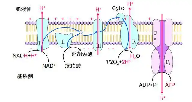 呼吸链中的递氢体和递电子体就是能传递氢原子或电子的载体,由于氢