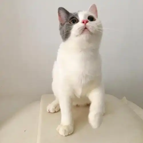 蓝白梵文,双色英短宝宝找新家