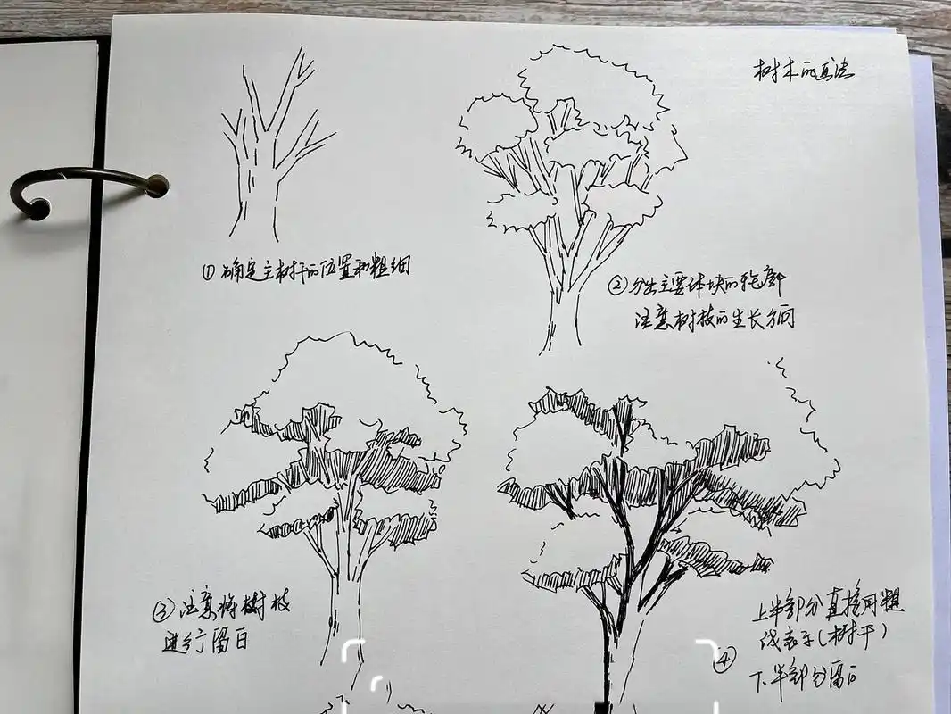 钢笔画|p183树木画法练习   树的画法,按照体块分组绘制的方法,可将