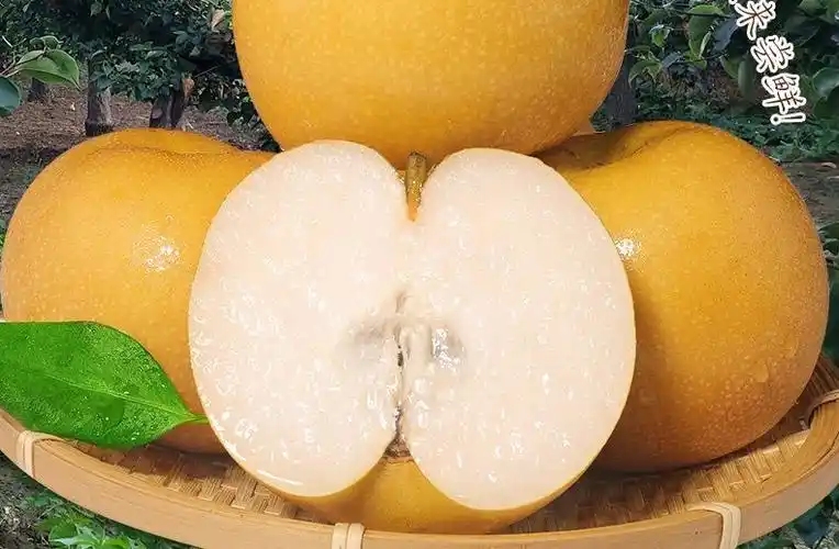 山东莱阳羊脂秋月梨新鲜梨子水果当季冰糖梨爆甜多汁整箱 净重5斤