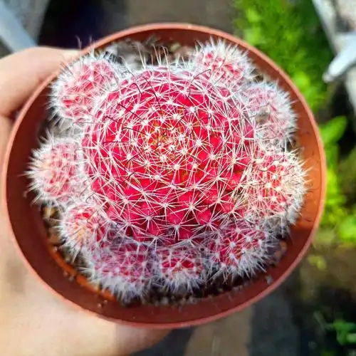 红娜丸仙人球红色自根仙人掌类植物多肉花卉小盆栽t5