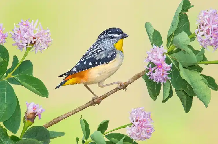 鸟儿,小鸟,花枝,唯美,花朵,动物豹彩虹鸟 明星图片