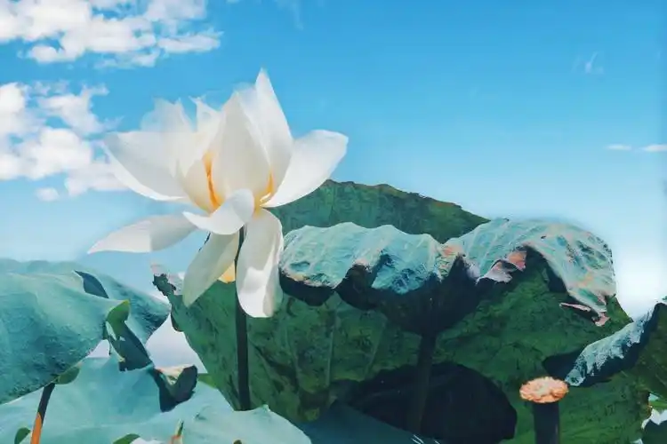 这样拍荷花一定赞爆朋友圈!荷花拍摄及调色教程