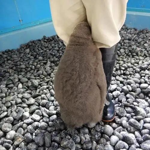 教我,收余恨,免娇嗔,且自新,改性情,休恋逝水,苦海回身 - mono猫弄