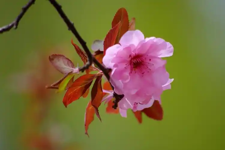 美人梅(紫叶梅)