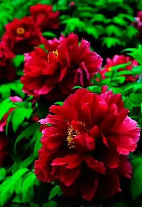 河南洛阳牡丹花,最美丽的120张牡丹花图片,令人大饱眼福.