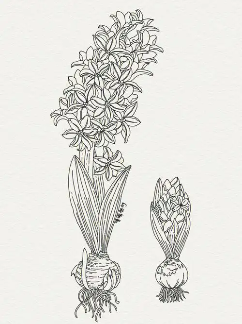 新手渣渣手绘插画线稿日常练习步骤风信子