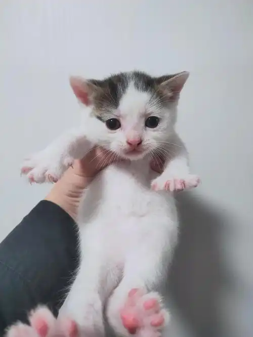 500出自家英短美短生的串串