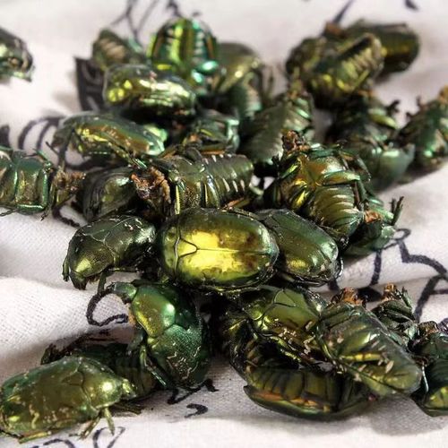 100g中药材金龟子蛴螬的幼虫长大地狗子道地药材