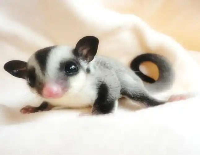 澳洲蜜袋鼯多少钱一只(动物界10种萌物) - 价格百科