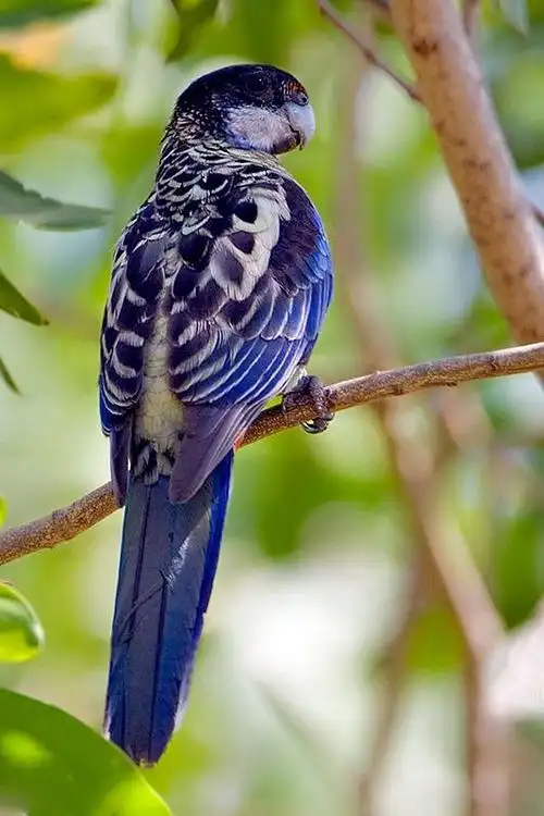 【动物世界】好漂亮的鸟儿们  wbr>40p