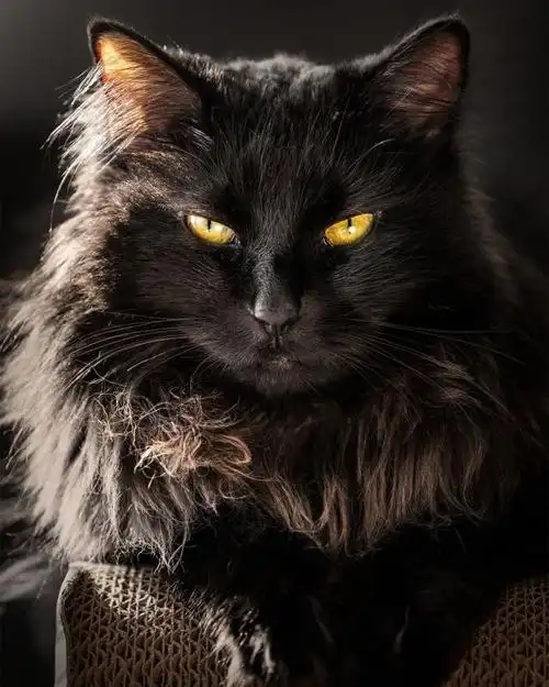 一到专业镜头下,瞬间霸气侧漏.