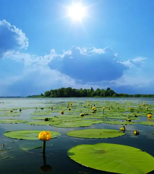 莲花池风景图片