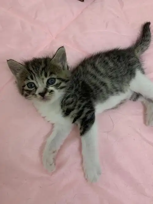 番禺市桥,英短串串小偿找领养