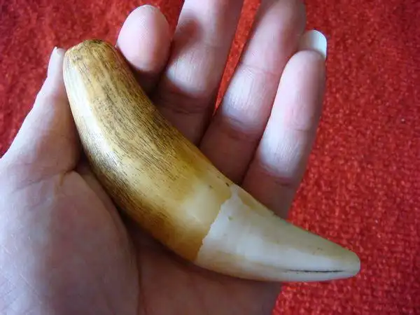 你这个不是虎牙,请你相信我,第一如果是虎牙不会这么短,而且也比你