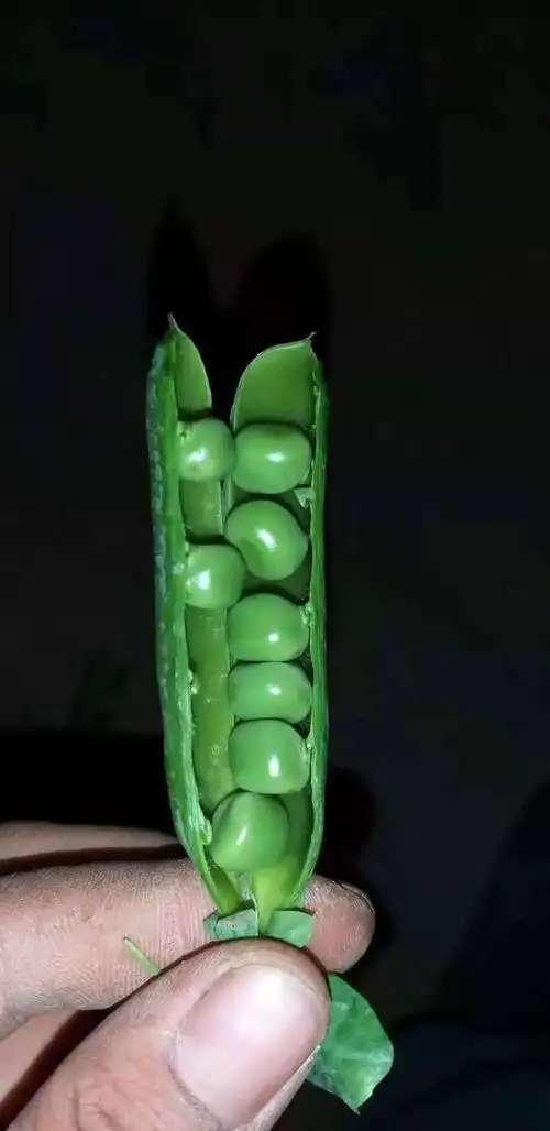 长寿仁豌豆 7-10cm