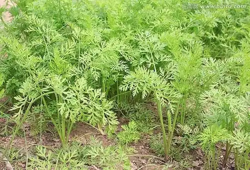 胡萝卜胡萝卜图片