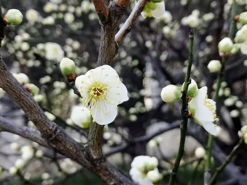 绿萼梅俗称绿梅,因萼绿花白,小枝青绿而得名.