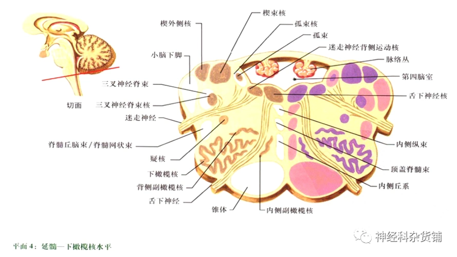 奈特脑干横断面解剖14刀彩色高清