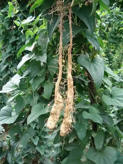 山药这样吃,丰胸效果好到爆!