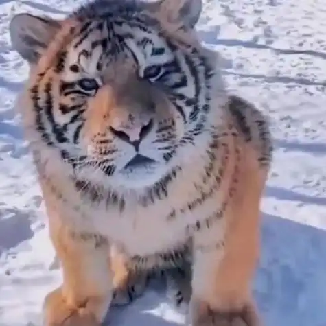 虎呆萌头像 头像图片大全 -【爱个性】