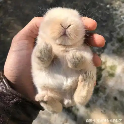 可爱萌萌的小兔子