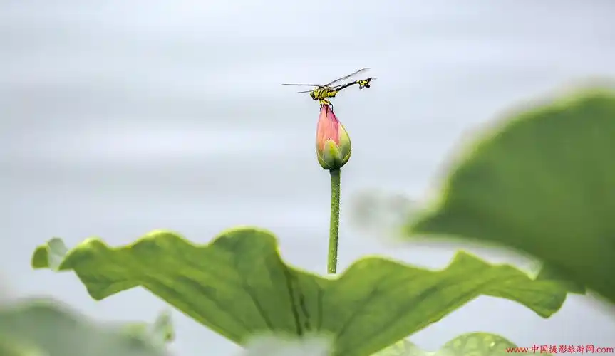 荷花与蜻蜓