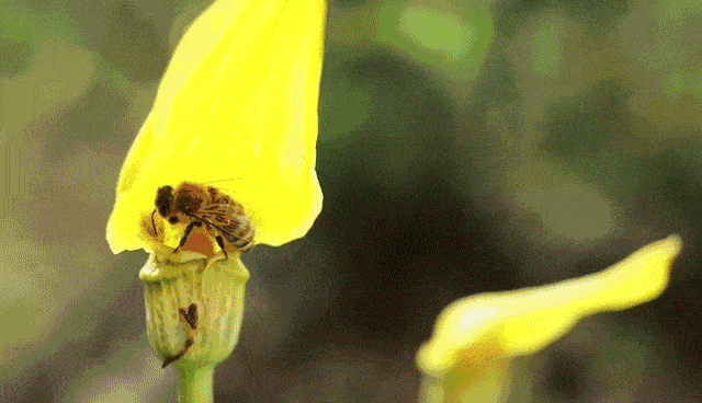每当到了雨季,向阳的山坡野地开满各种野花,就引来很多小蜜蜂采蜜.