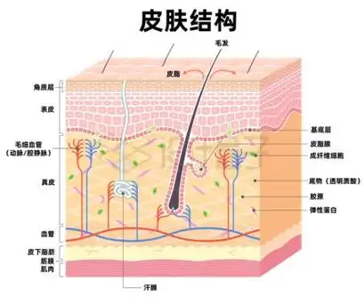人体皮肤结构解剖图文字说明书9222471矢量图片免抠素材